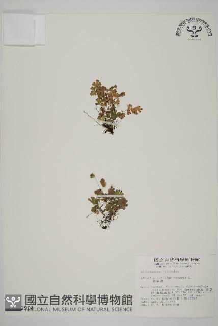 鐵線蕨藏品圖，第1張