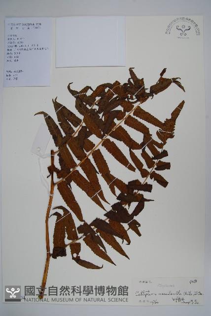 菜蕨藏品圖，第1張