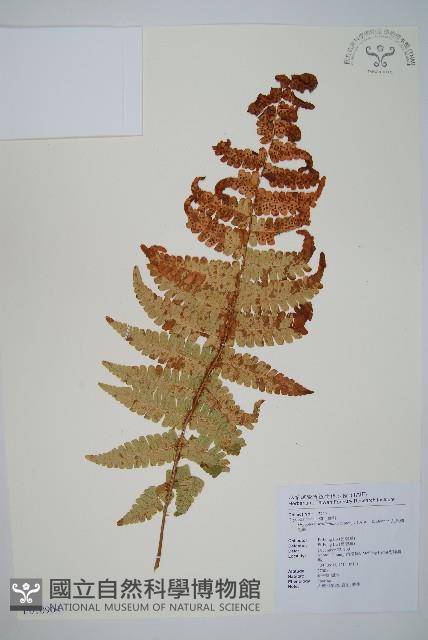 瓦氏鱗毛蕨藏品圖，第1張