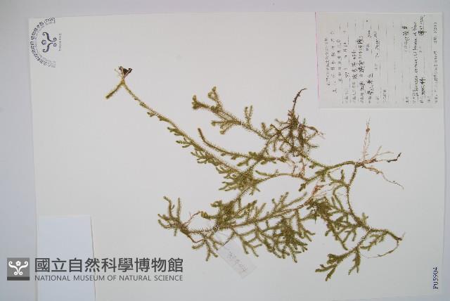 燈龍草藏品圖，第1張