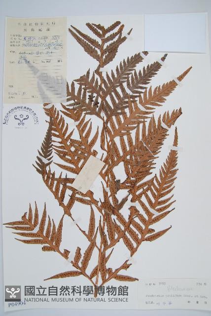 東方狗脊蕨藏品圖，第1張