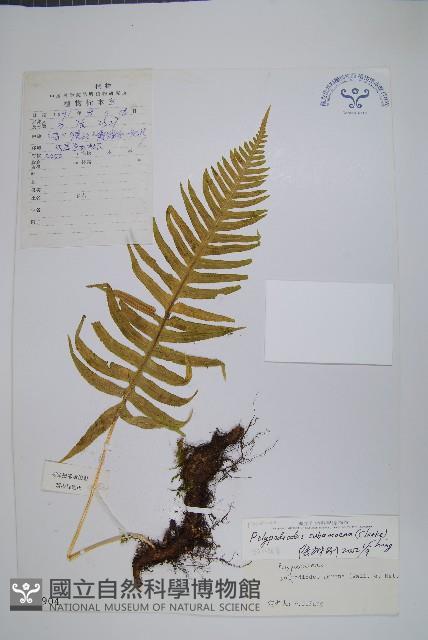 亞友水龍骨藏品圖，第1張