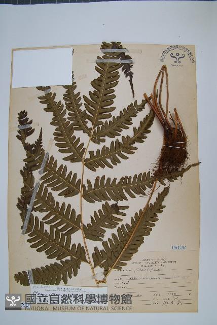 有刺鳳尾蕨藏品圖，第1張