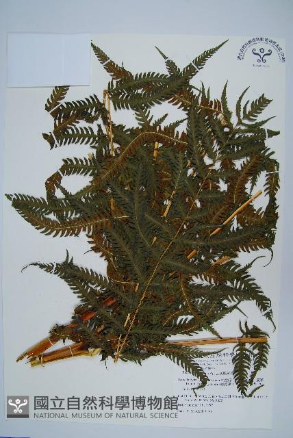 瓦氏鳳尾蕨藏品圖，第1張