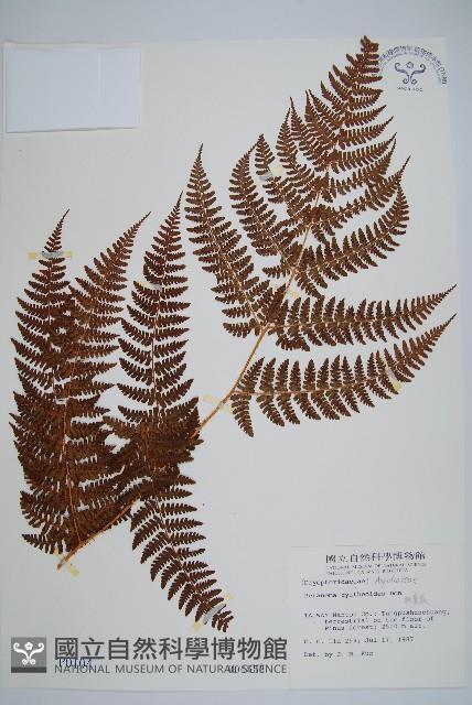 柄囊蕨藏品圖，第1張