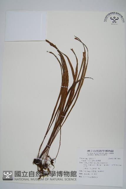 書帶蕨藏品圖，第1張