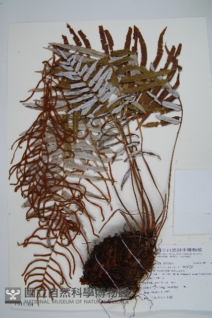 台灣瘤足蕨藏品圖，第1張