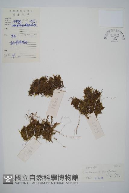 南洋假脈蕨藏品圖，第1張