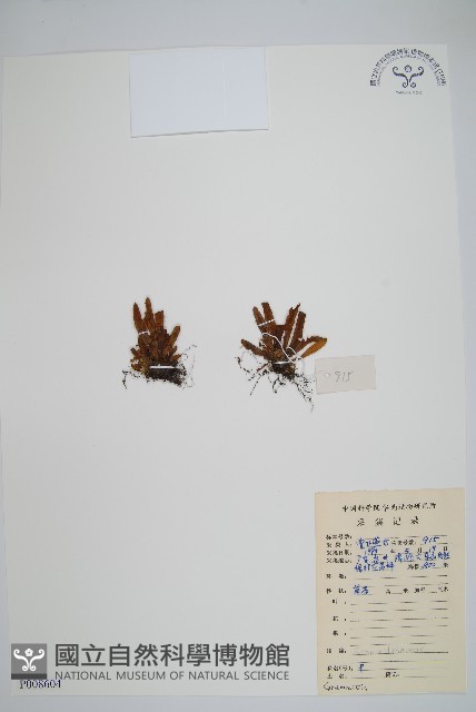 登錄號:P008604藏品圖，第1張