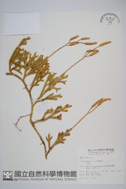 石松藏品圖，第1張