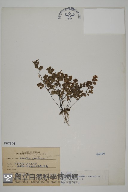 鐵線蕨藏品圖，第1張