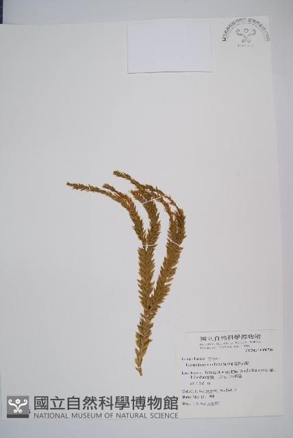 福氏石松藏品圖，第1張