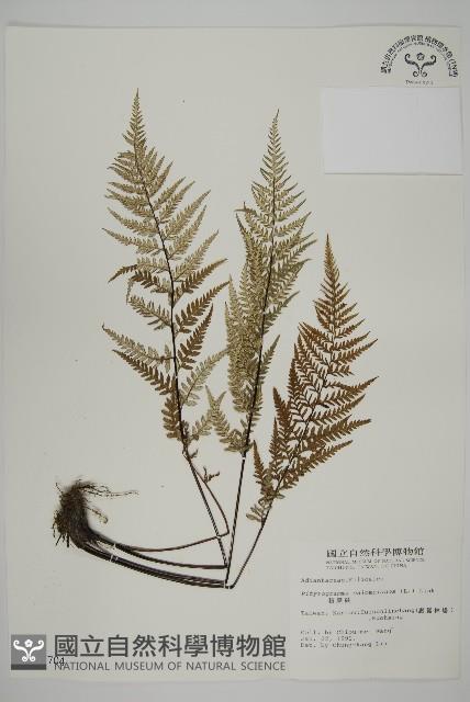 粉葉蕨藏品圖，第1張