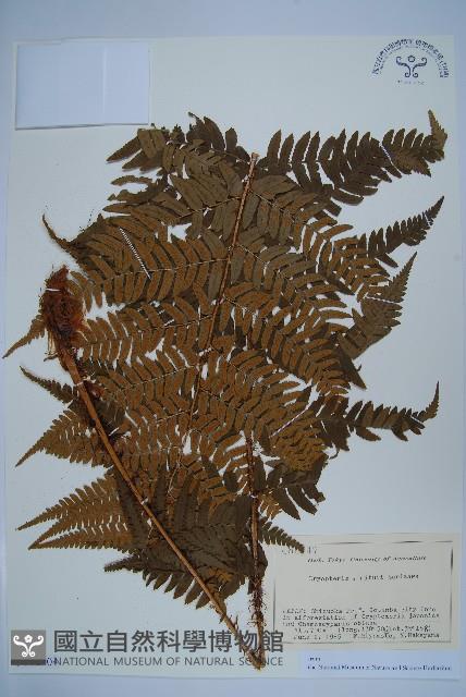 登錄號:P012704藏品圖，第1張