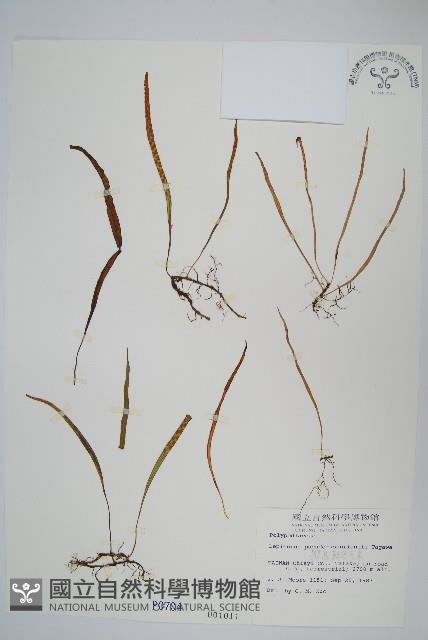 擬烏蘇里瓦葦藏品圖，第1張