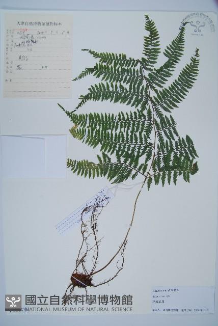 日本蹄蓋蕨藏品圖，第1張