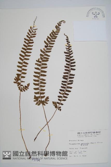 韓氏耳蕨藏品圖，第1張