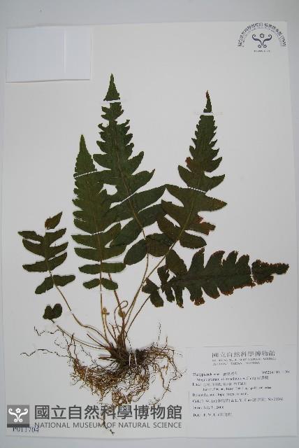 溪邊蕨藏品圖，第1張
