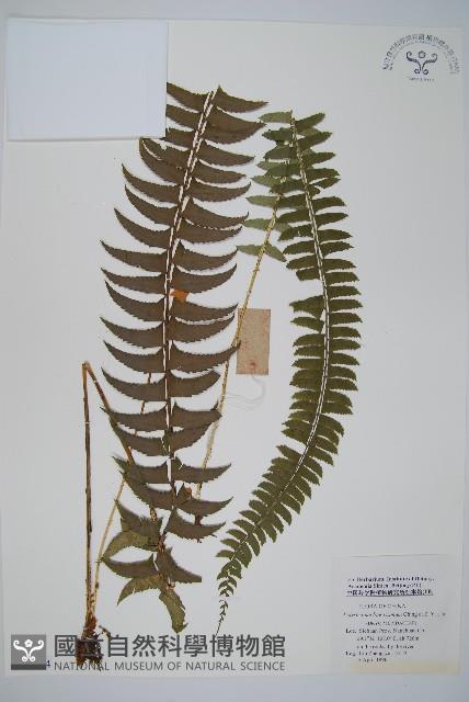 登錄號:P005704藏品圖，第1張