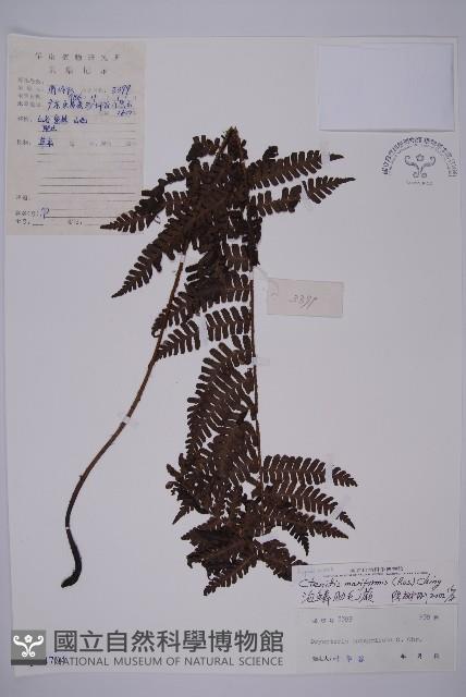 泡鱗肋毛蕨藏品圖，第1張