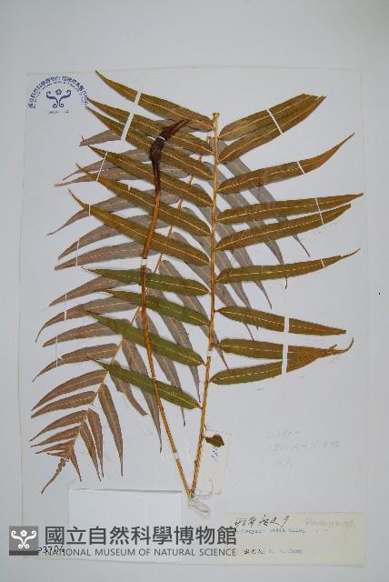 Accession Number:P003704 Collection Image, Figure 1, Total 2 Figures