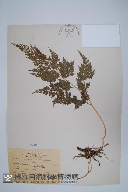 日本金粉蕨藏品圖，第1張