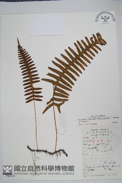 日本水龍骨藏品圖，第1張