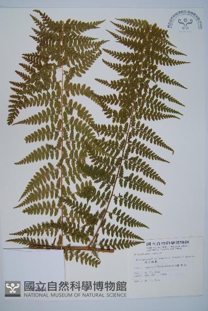 司氏碗蕨藏品圖，第1張