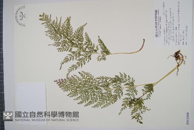 闊片烏蕨藏品圖，第1張