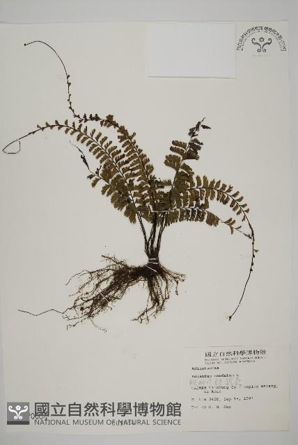 鞭葉鐵線蕨藏品圖，第1張