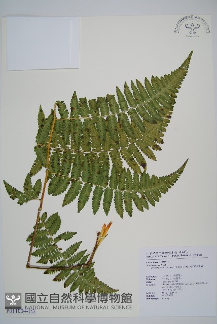 南洋假鱗毛蕨藏品圖，第1張