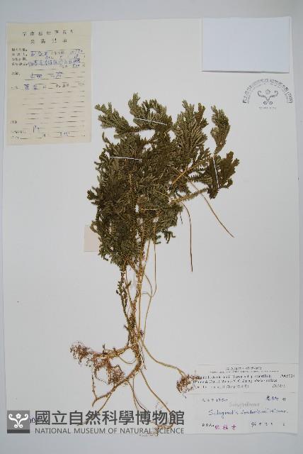 登錄號:P005004藏品圖，第1張