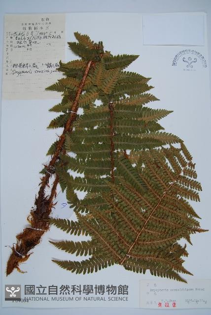 綿馬鱗毛蕨藏品圖，第1張