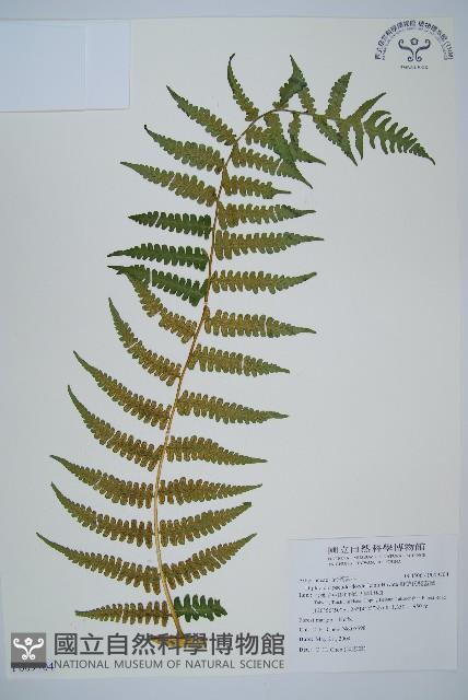 擬德氏雙蓋蕨藏品圖，第1張