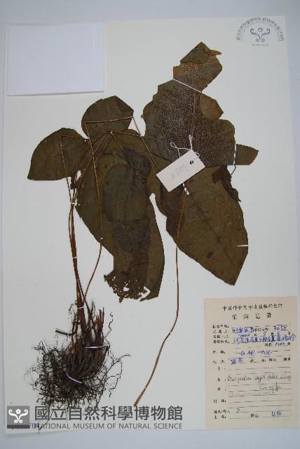 戟葉聖蕨藏品圖，第1張