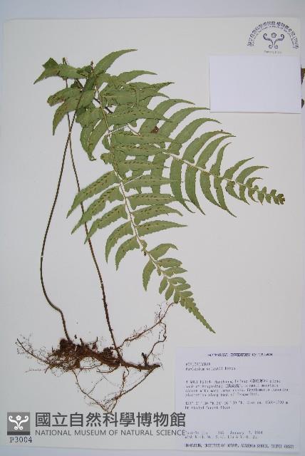 鋸齒雙蓋蕨、線葉雙蓋蕨、刺鱗雙蓋蕨藏品圖，第1張