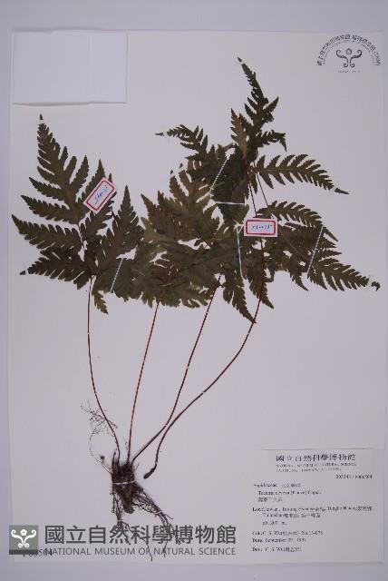 薄葉三叉蕨藏品圖，第1張