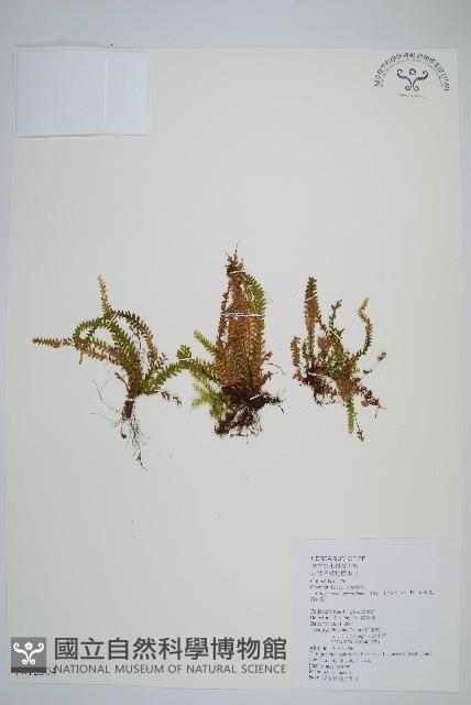 姬荷苞蕨藏品圖，第1張