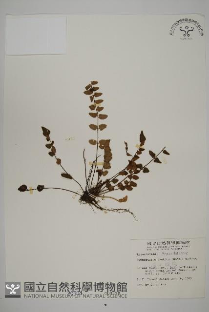 金毛裸蕨藏品圖，第1張