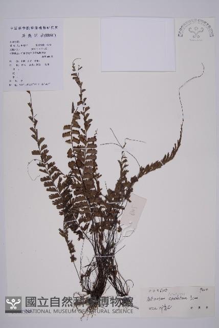 鞭葉鐵線蕨藏品圖，第1張