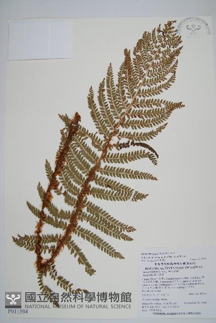 尖葉耳蕨藏品圖，第1張