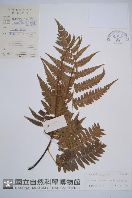 江南短腸蕨藏品圖，第1張