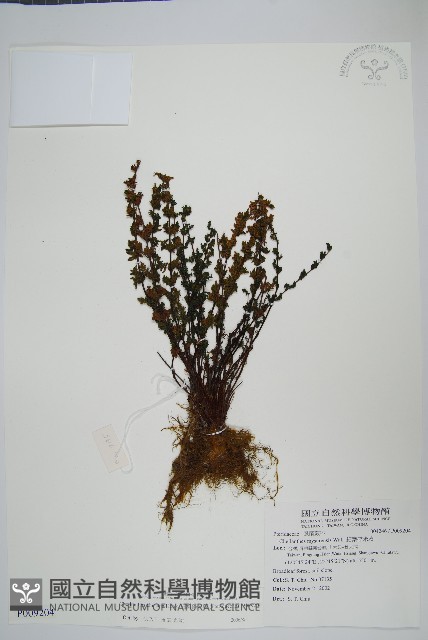 細葉碎米蕨藏品圖，第1張