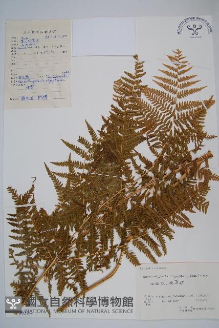 針毛蕨藏品圖，第1張