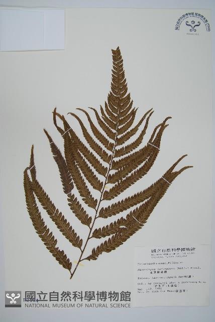 光葉鱗蓋蕨藏品圖，第1張