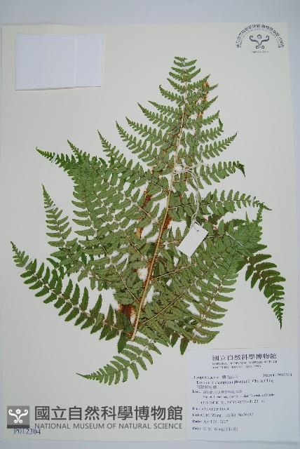 闊鱗鱗毛蕨藏品圖，第1張