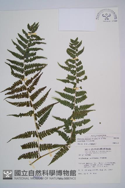 奄美短腸蕨藏品圖，第1張