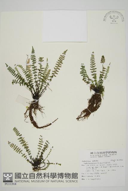 縮羽鐵角蕨藏品圖，第1張