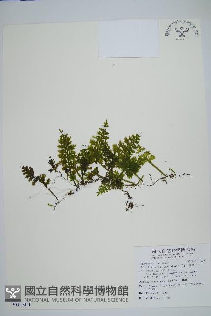 蕗蕨藏品圖，第1張