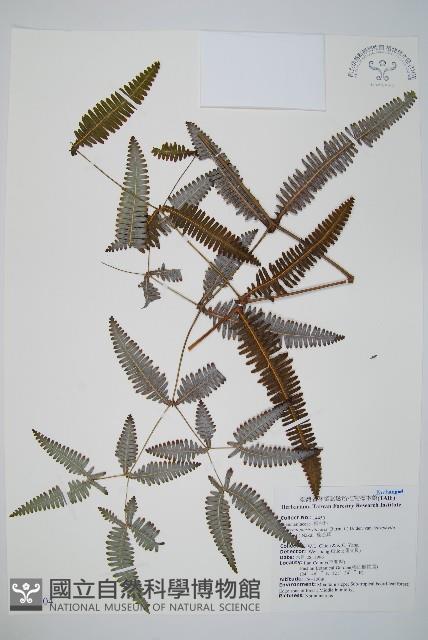 蔓芒萁藏品圖，第1張